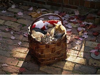 《消逝的光芒》冬季活动开启 参与者可获得新武器